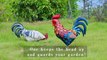 Shorayn Metal Rooster Statues, Outdoor Garden Statues, Metal Chicken Decor, Garden Sculptures & Statues, Chicken Ornaments Yard Art for Backyard Patio Lawn Decorations, Set of 2 Patio, Lawn & Garden