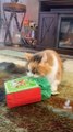 Adorable Cat Opens Her Christmas Present With Great Enthusiasm