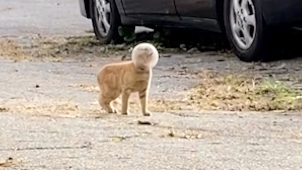 A Fish Bowl Stuck on This Cat’s Head Makes Him Look Like Buzz Lightyear!