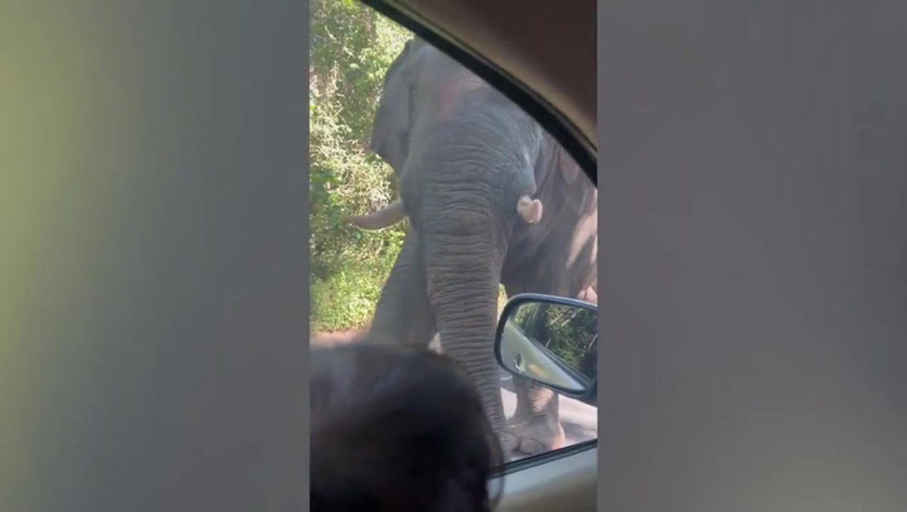 Family of wild elephants casually stroll past drivers on Thai mountain road