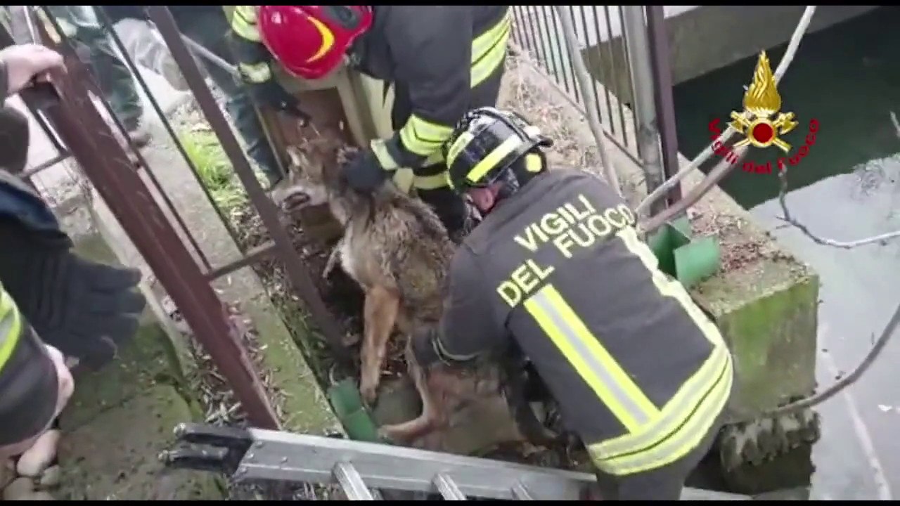 Lupo insegue un gatto ma il primo ha la peggio. Ecco com'è finita...