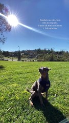 Sadik - cão de Vanessa Martins e Marco Costa