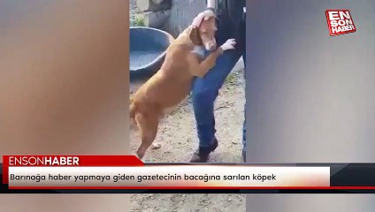 Barınağa haber yapmaya giden gazetecinin bacağına sarılan köpek