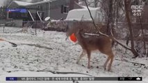 [와글와글] 주둥이 끼인 사슴‥동물단체가 구조