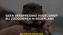 Geen spreiding van vogelgriep bij zoogdieren in Nederland