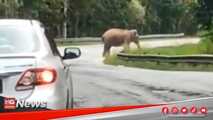 MGNews : Pengguna Jalan Raya Timur Barat Hati-Hati Dengan Gajah