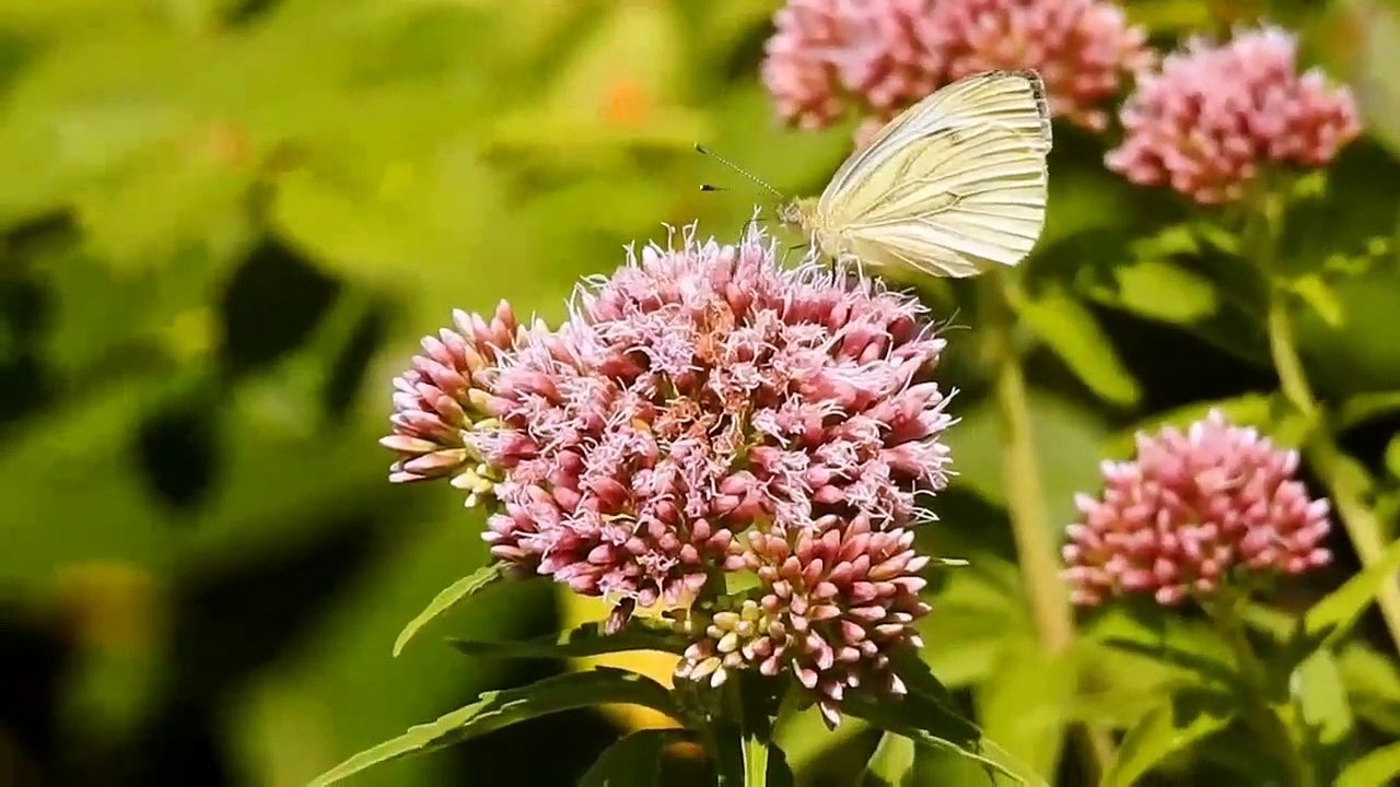 so beautiful butterfly ❤️#shorts