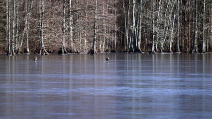 Bald Eagles Play with Golf Ball on Frozen Lake