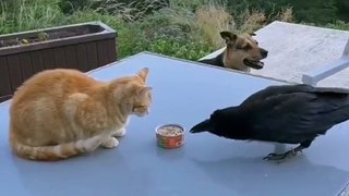 funny cat || funny crow || Animal funny momments