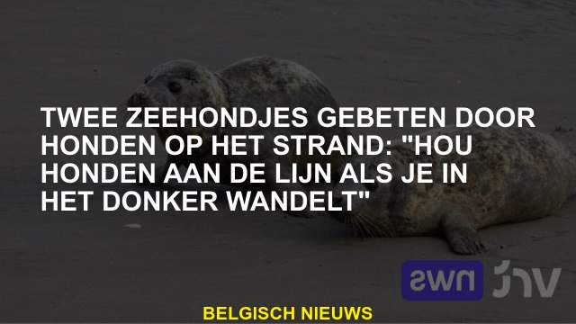 Twee zeehonden gebeten door honden op het strand: Houd honden aan de lijn als je in het donker loop