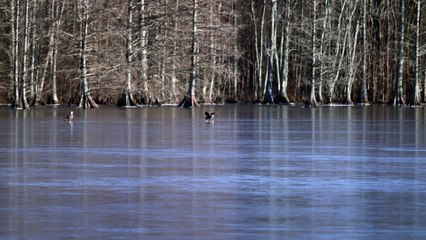 Bald Eagles Play with Golf Ball on Frozen Lake