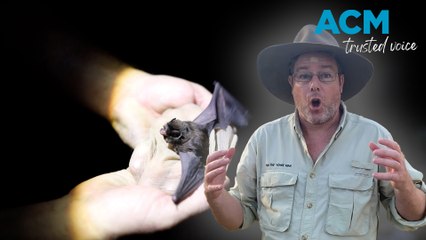 Tim the Yowie Man's search for the eastern bent-wing bat