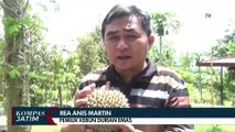 Petani Jember Sukses Budidaya Durian Emas Miliki Rasa Manis dan Legit
