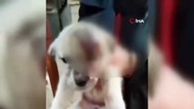 Erzincan Belediyesi'ne ait hayvan barınağında çekildiği iddia edilen görüntüler tepki çekti; valilik soruşturma başlattı