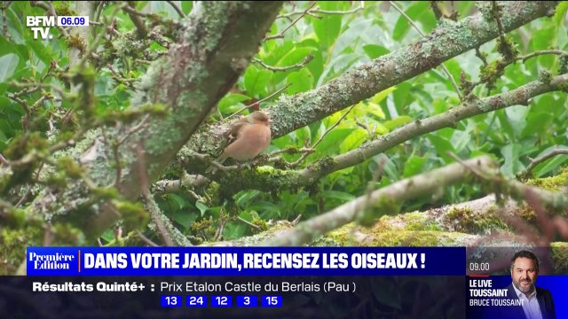 La LPO invite les Français à recenser les oiseaux dans leur jardin ce week-end