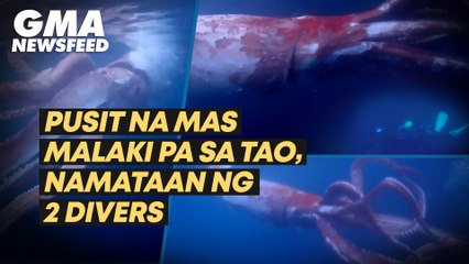 Pusit na malaki pa sa tao, namataan ng 2 divers | GMA News Feed