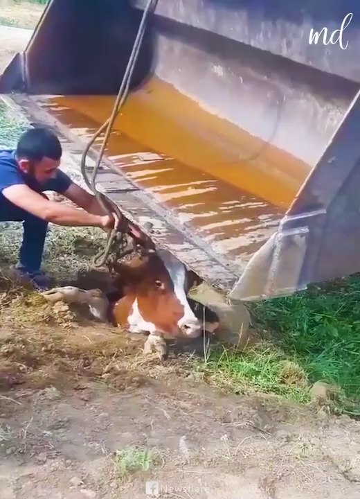 Cow fallen into sewer manhole and people rescued the cow