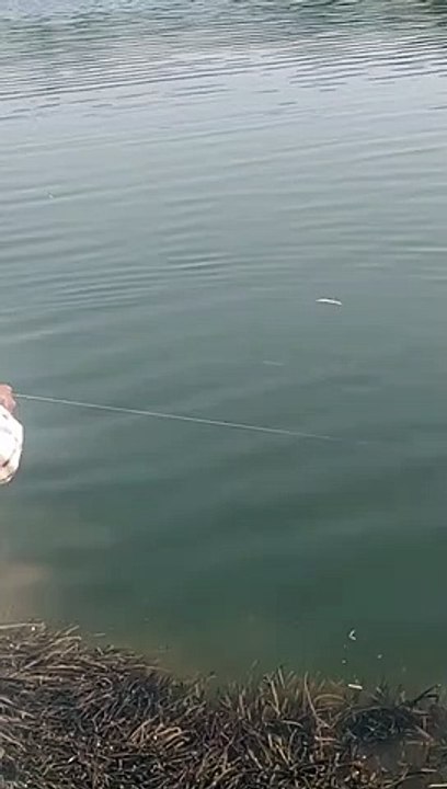 shorts.  amazing fishing