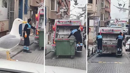 Kadıköy'de martıların yemek akını