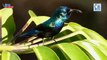 Palestine Sunbird (Cinnyris osea) | Nature is Amazing | Viral Birds Videos