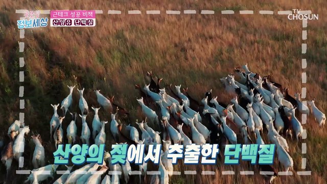 『 산양유 단백질 』 근육 부자가 되기 위한 특별한 비책 TV CHOSUN 230126 방송