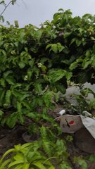 MANGOS SOBRE PIEDRAS.