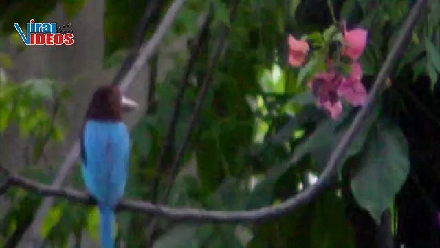 Wonderful Kingfishers of Pakistan | Nature is Amazing | Viral Videos