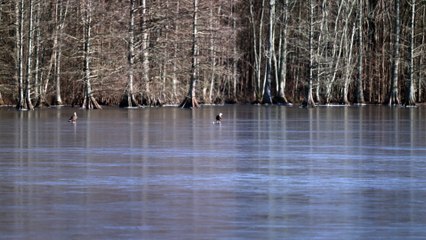 Bald Eagles Play with Golf Ball on Frozen Lake