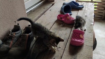 Kittens Play in Pile of Shoes