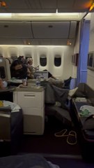 Pampered Pooch Flies Business Class