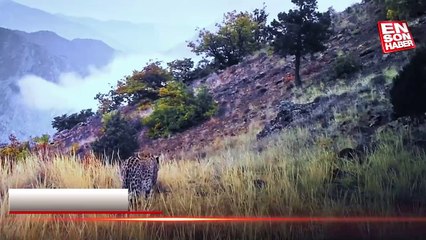 Anadolu leoparı iki ayrı bölgede yeniden görüntülendi