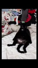Cat Chided for Sitting in a Funny Way