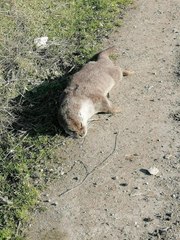 NESLİ TEHLİKEDEKİ SU SAMURU ÖLÜ BULUNDU, LEOPAR DA OLAN BÖLGENİN KORUMAYA ALINMASI İSTENDİ
