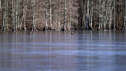 Bald Eagles Play with Golf Ball on Frozen Lake