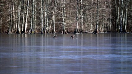 Bald Eagles Play with Golf Ball on Frozen Lake