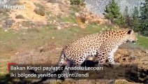 Anadolu Leoparı iki bölgede yeniden görüntülendi