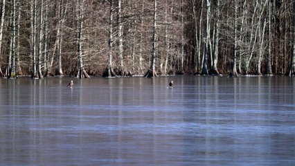 Bald Eagles Play with Golf Ball on Frozen Lake