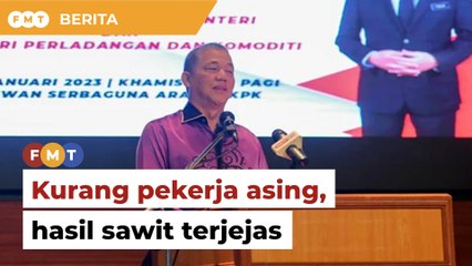 Hasil sawit terjejas teruk akibat kekurangan 63,000 pekerja asing, kata TPM