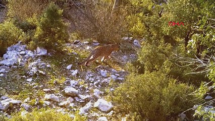 Anadolu Leoparı iki bölgede yeniden görüntülendi