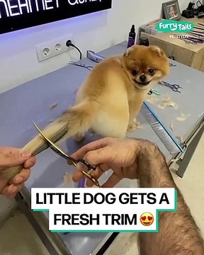 Le toilettage de ce chien est tellement satisfaisant et adorable