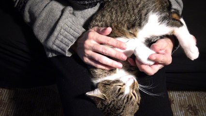 This Little Cat Fell Asleep in My Lap