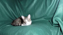 This Little Cat Loaf Falls Asleep