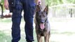 Dijon : un chien malinois victime de maltraitance a intégré la brigade canine de la police