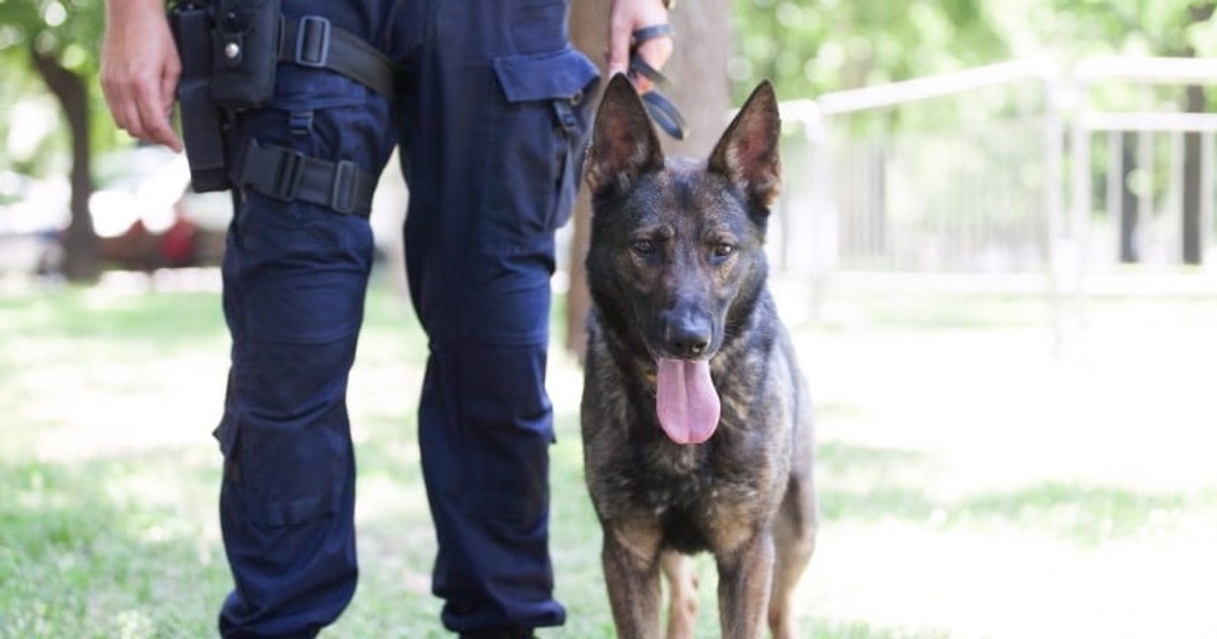 Dijon : un chien malinois victime de maltraitance a intégré la brigade canine de la police