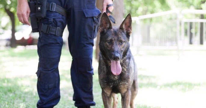 Dijon : un chien malinois victime de maltraitance a intégré la brigade canine de la police