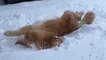 Adorable Golden Retriever takes a break from playing to relish fresh snow