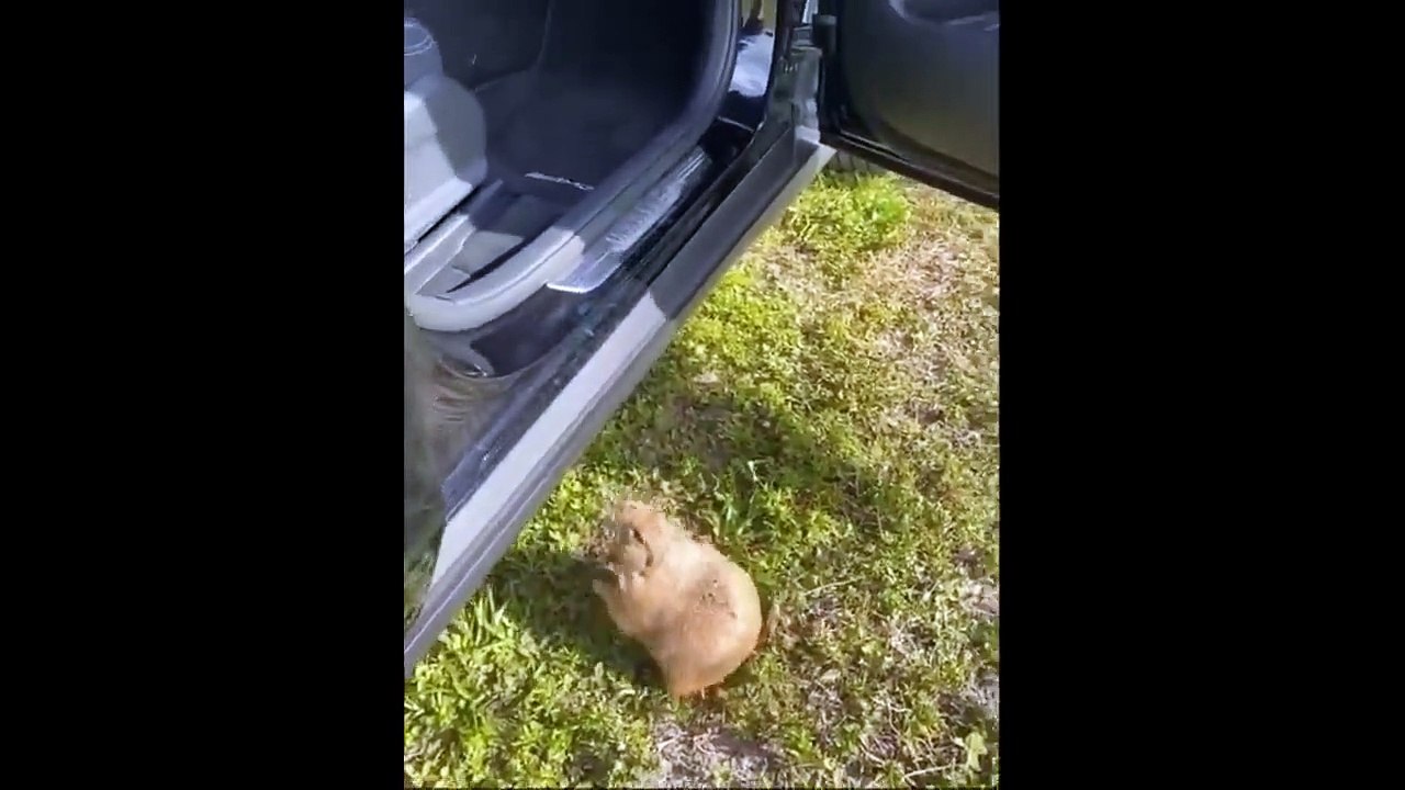 Videos Compilation cute moment of the animals
