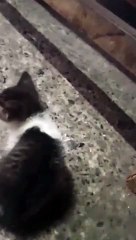 HE THOUGHT IT WAS MOM | SIMPLY MAMU