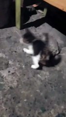 HE'S BRAVE | SIMPLY MAMU