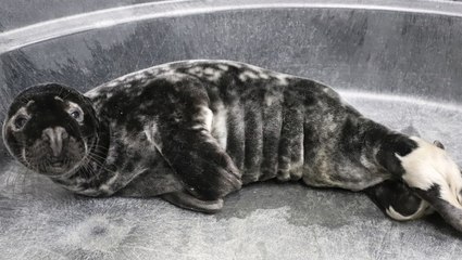 Adventurous grey seal pup rescued and fed after being found in Maine snowstorm